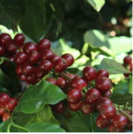 Cafenet TYPICA